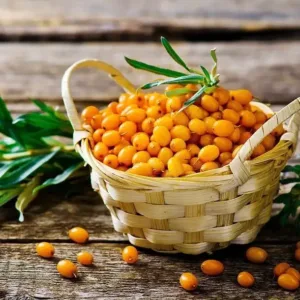Sea buckthorn seeds